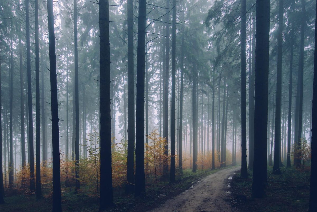 Remédio para o Estresse: o poder do Contato com a Natureza